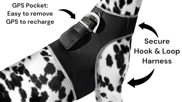 Get Realtime Pet Locations w/ Pet Mini Cat Dog GPS Tracking Collar Size:XXL