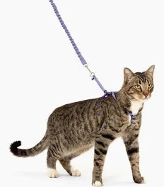 Cat Collars and Leashes