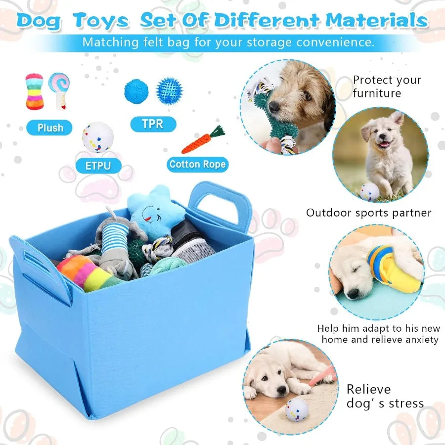 Dog Accessories