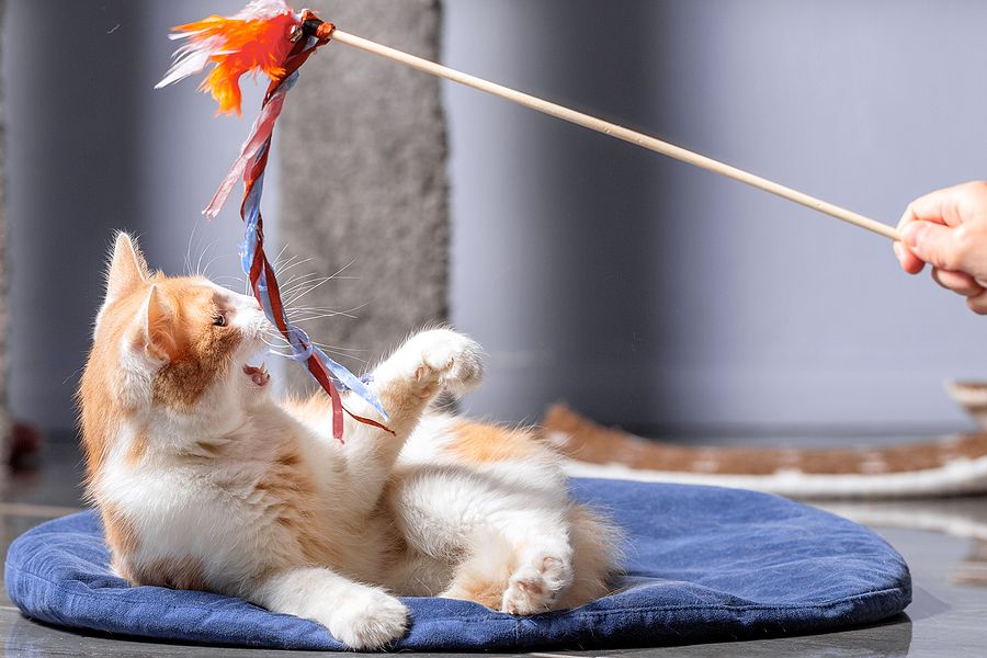 Cat Toys - Barking & Purrfectly Happy