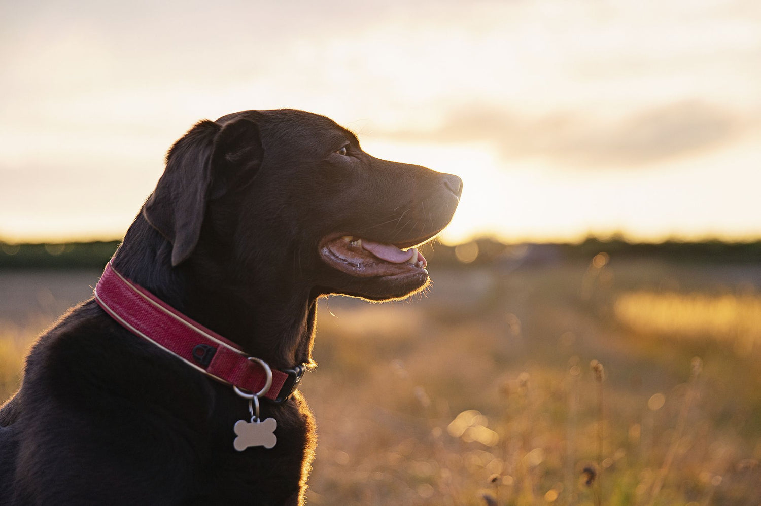 Collars and Leashes - Barking & Purrfectly Happy