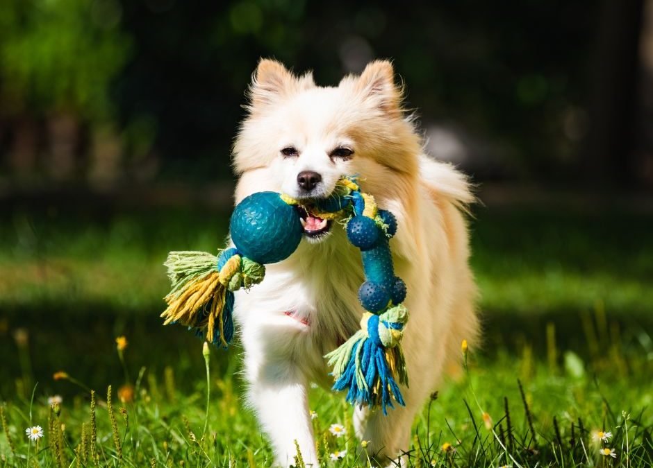 Dog Toys - Barking & Purrfectly Happy