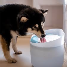 Pet Bowls and Feeding - Barking & Purrfectly Happy