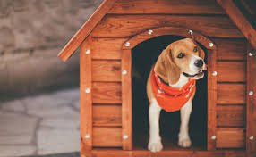 Pet Homes - Barking & Purrfectly Happy