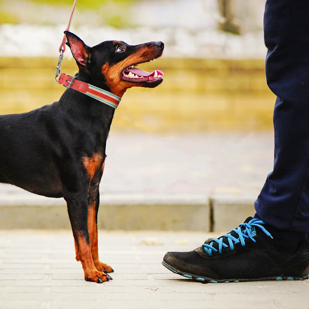 Adjustable Dog Collar and Leash Set for Small Medium Large Dogs (Collar+Leash XS-Neck 12”-32”)