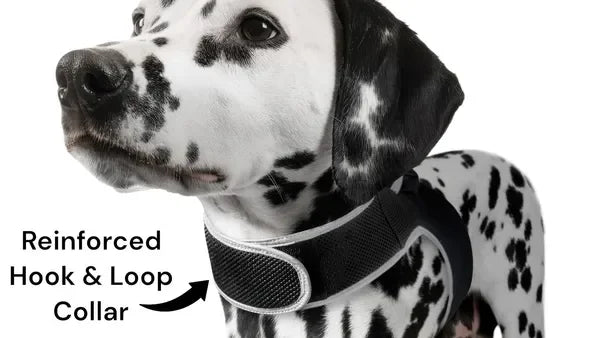 Get Realtime Pet Locations w/ Pet Mini Cat Dog GPS Tracking Collar Size:XXL