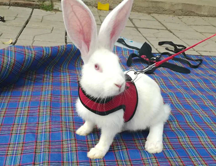 Small Animal Outdoor Walking Harness and Leash Set Cute Clothes for Puppy Kitten Pigs Bunny Chinchillas Necklace Rabbit Vest