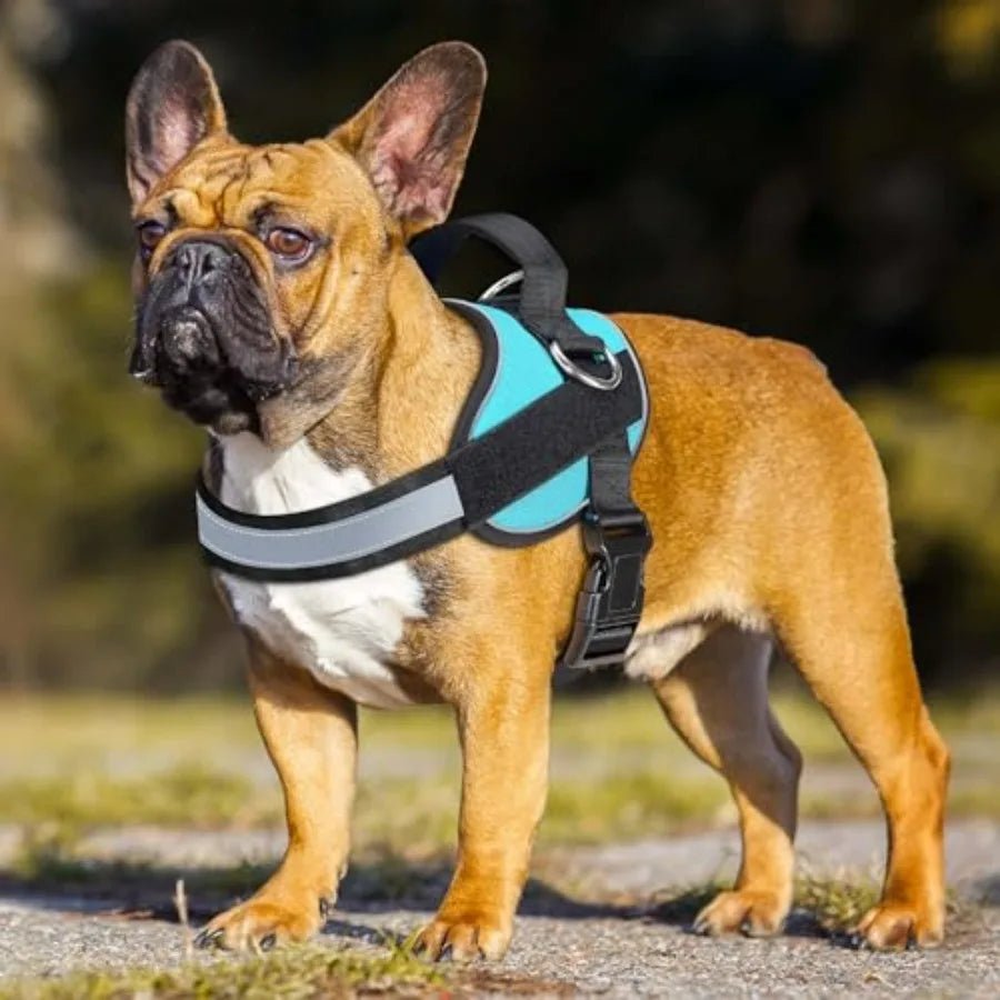 Essential Dog Harness, No Pull Pet Vest with 3 Leash Clips, No Choke, Reflective, Adjustable and Padded, for Easy Walking and T - Barking & Purrfectly Happy