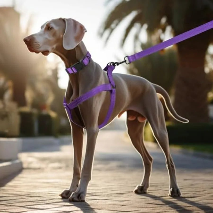 Night Double Adjustable Band Nylon Small Puppy Pet Dog Combo Collar Leash and Harness Set - Barking & Purrfectly Happy