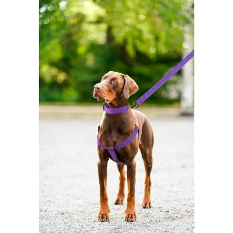 Night Double Adjustable Band Nylon Small Puppy Pet Dog Combo Collar Leash and Harness Set - Barking & Purrfectly Happy